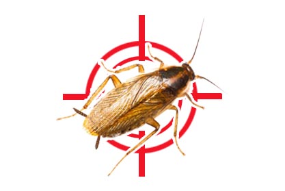 Masterkilll Cockroach Control