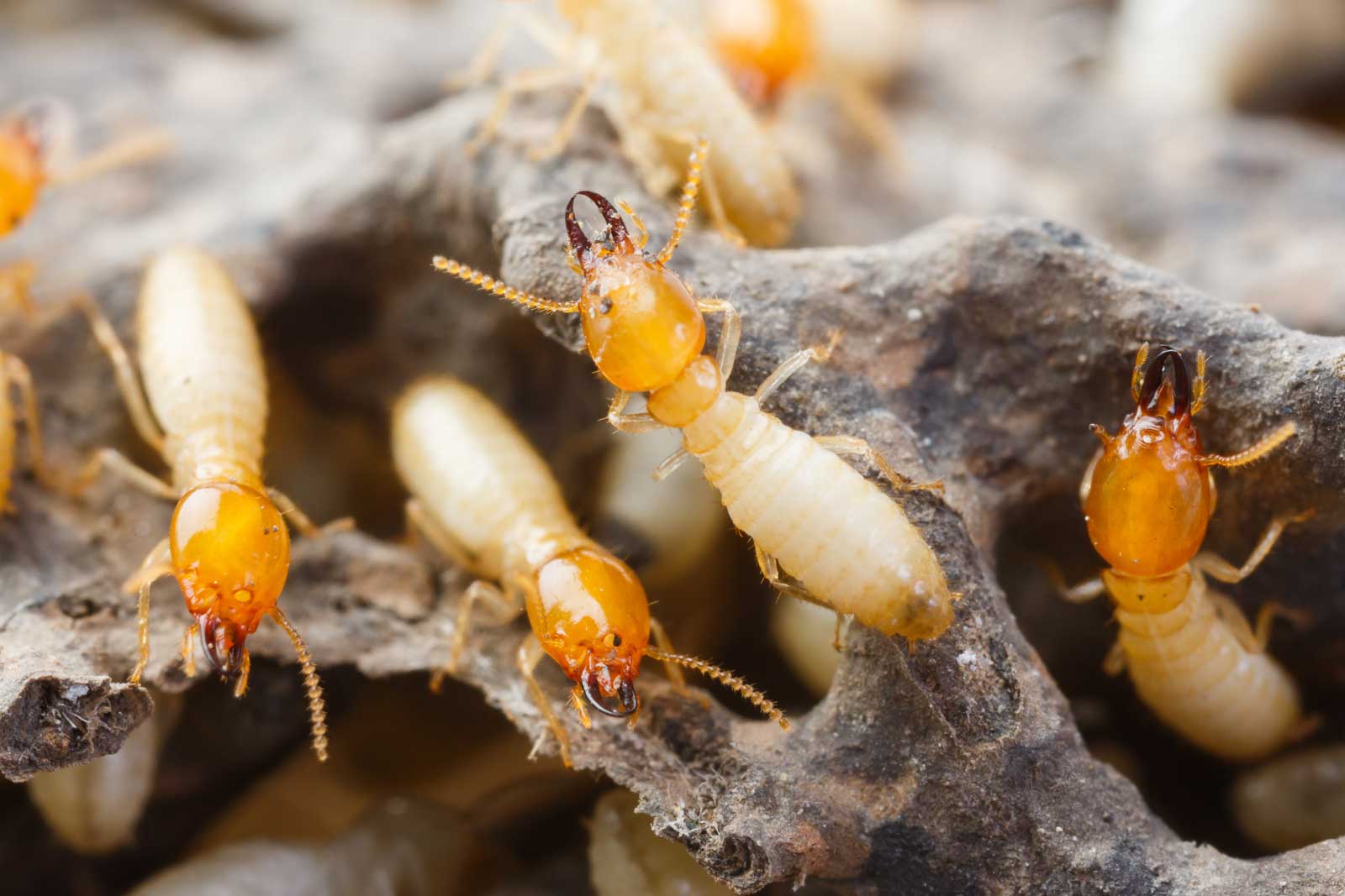 Masterkill Termite Control