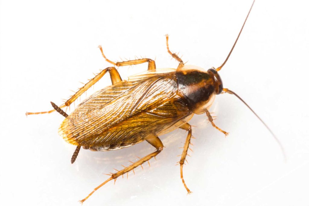 Image of German cockroach treatment by Masterkill