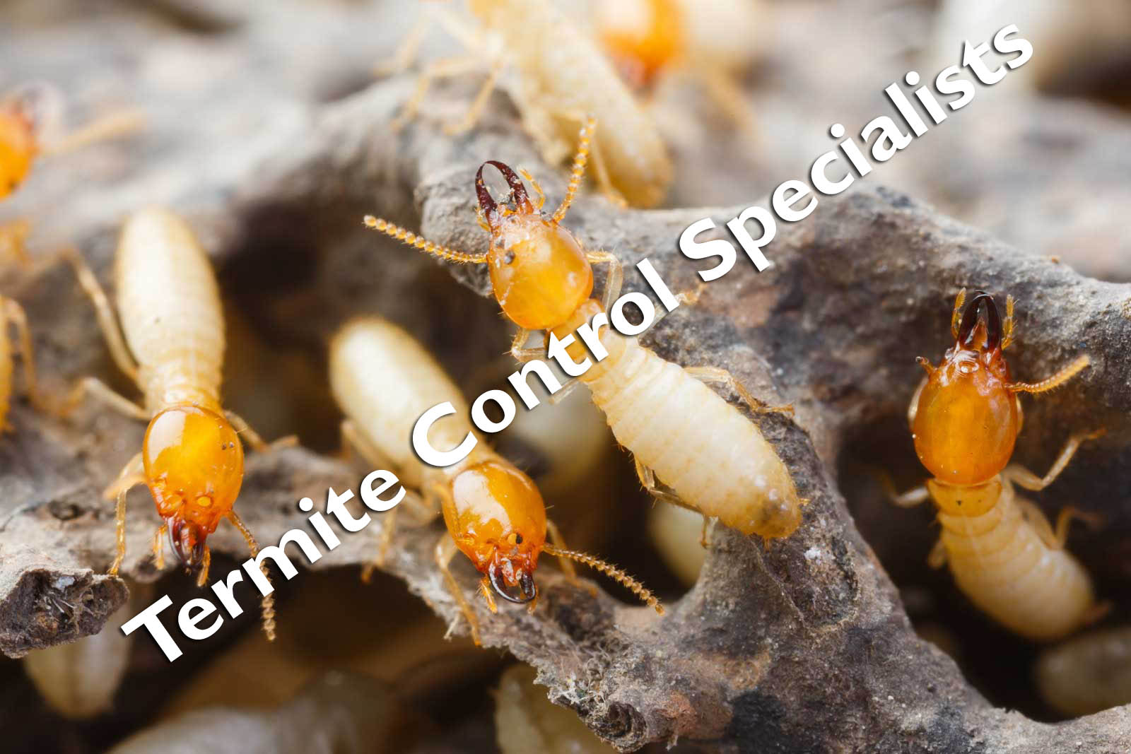 Masterkill Specialist Termite Control